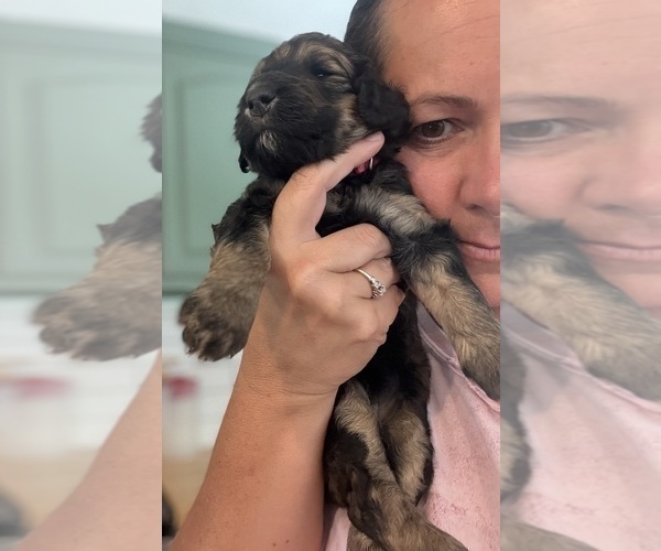Medium Photo #43 Bernedoodle Puppy For Sale in MOULTON, AL, USA