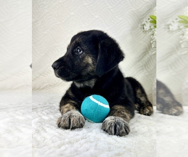 Medium Photo #5 Golden Shepherd Puppy For Sale in GREENFIELD, IN, USA