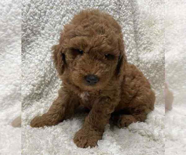 Medium Photo #9 Goldendoodle (Miniature) Puppy For Sale in HULL, IA, USA