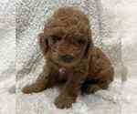 Puppy 7 Goldendoodle (Miniature)