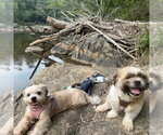 Small Photo #3 Shih Tzu-Unknown Mix Puppy For Sale in Spring Lake, NC, USA