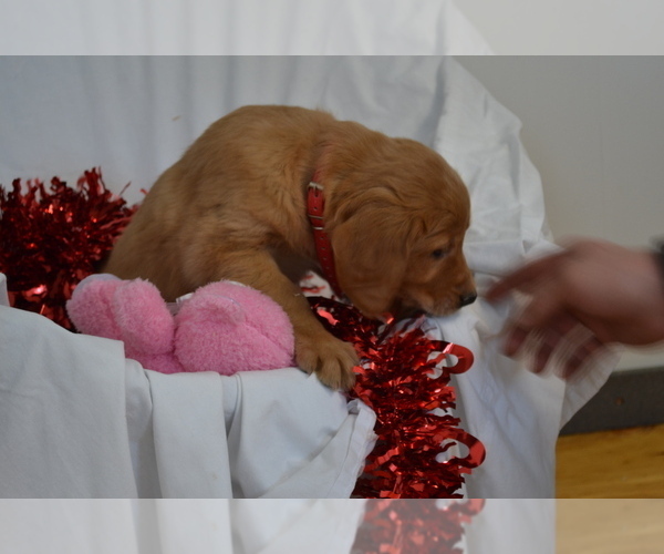 Medium Photo #3 Golden Retriever Puppy For Sale in GREENWOOD, WI, USA