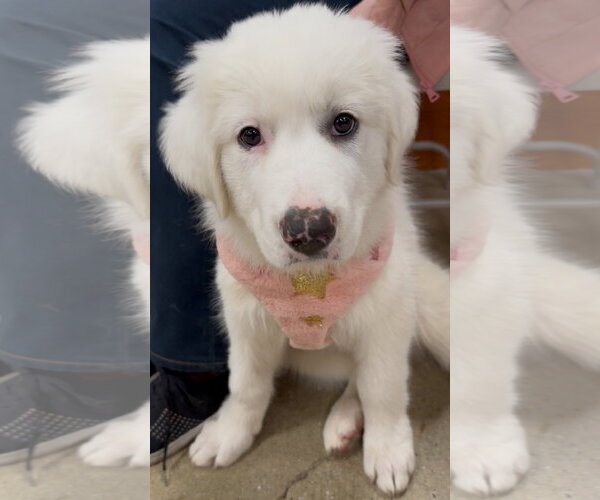 Medium Photo #2 Great Pyrenees Puppy For Sale in Wheaton, IL, USA
