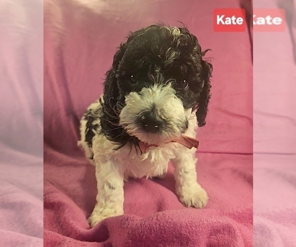 Medium Photo #2 Poodle (Miniature) Puppy For Sale in WHITEWATER, WI, USA