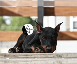 Doberman Pinscher Puppy for sale in CORRYTON, TN, USA