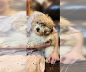 Poodle (Miniature) Puppy for sale in SENECA FALLS, NY, USA