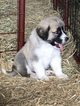 Small Photo #8 Anatolian Shepherd-Great Pyrenees Mix Puppy For Sale in ROBSTOWN, TX, USA