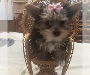 Yorkshire Terrier Puppy for sale in NEWNAN, GA, USA