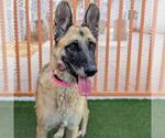 Small Photo #2 German Shepherd Dog-Unknown Mix Puppy For Sale in Las Vegas, NV, USA