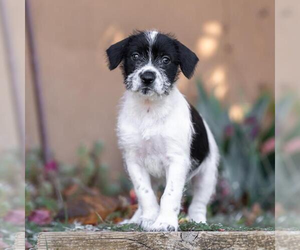 Medium Photo #3 Jack Russell Terrier-Unknown Mix Puppy For Sale in San Diego, CA, USA