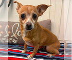 Small #1 Chihuahua