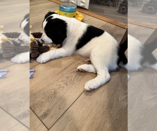 Medium Photo #3 Bernedoodle-Doodle Mix Puppy For Sale in GREENVILLE, OH, USA