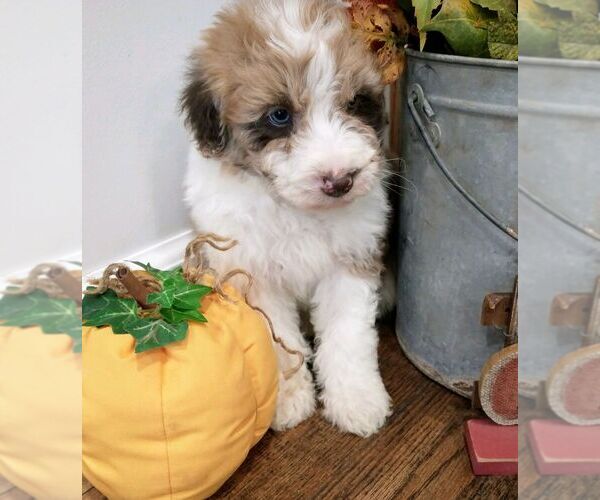 Medium Photo #16 Aussiedoodle Puppy For Sale in NEW YORK MILLS, MN, USA