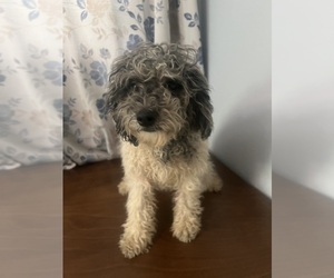 Cavapoo-Poodle (Miniature) Mix Puppy for sale in DURHAM, CT, USA