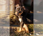 Small #12 American Staffordshire Terrier-Chihuahua Mix