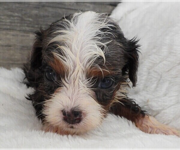 Medium Photo #14 Cavapoo Puppy For Sale in CARLISLE, KY, USA