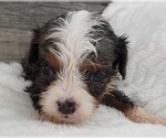 Small Photo #14 Cavapoo Puppy For Sale in CARLISLE, KY, USA