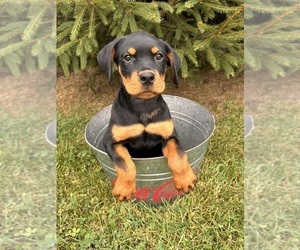 Rottweiler Puppy for sale in MIDDLEBURY, IN, USA
