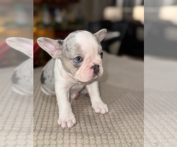 Medium Photo #8 French Bulldog Puppy For Sale in HILTON, NY, USA