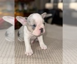 Small Photo #8 French Bulldog Puppy For Sale in HILTON, NY, USA