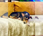 Small #1 Basenji-Rat Terrier Mix