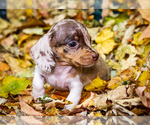 Small Photo #10 Dachshund Puppy For Sale in WAKARUSA, IN, USA