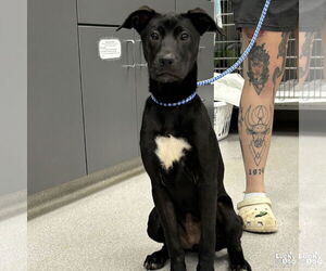 Labrador Retriever-Retriever  Mix Dogs for adoption in Washington, DC, USA