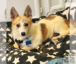 Small Photo #12 Jack Russell Terrier-Unknown Mix Puppy For Sale in Washington, DC, USA