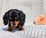 Small Photo #18 Dachshund Puppy For Sale in GOSHEN, IN, USA