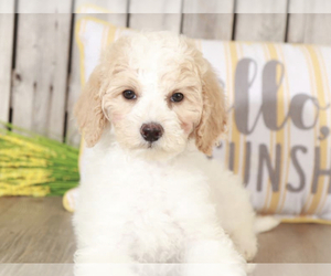 Goldendoodle (Miniature) Puppy for sale in MOUNT VERNON, OH, USA