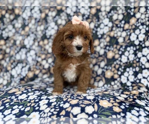 Medium Photo #2 Cavapoo (Miniature) Puppy For Sale in LAKELAND, FL, USA