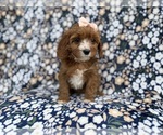 Small #1 Cavapoo (Miniature)