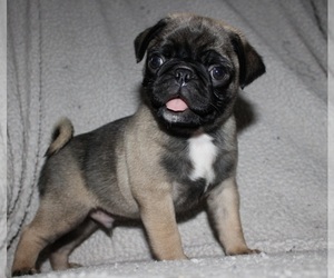 Pug Puppy for sale in WINDSOR, CT, USA