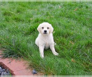 Golden Retriever Puppy for sale in SYRACUSE, IN, USA