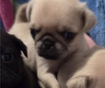 Small Photo #39 Pug Puppy For Sale in HILLSDALE, MI, USA