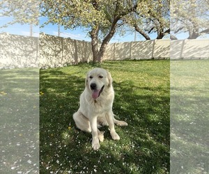 Great Pyrenees Dogs for adoption in Bountiful, UT, USA