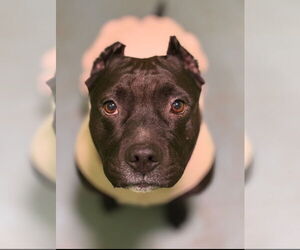 American Pit Bull Terrier Dogs for adoption in Junction Cityu, OR, USA