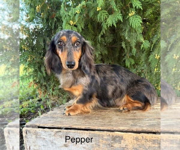 Medium Photo #1 Dachshund Puppy For Sale in MIDDLEBURY, IN, USA