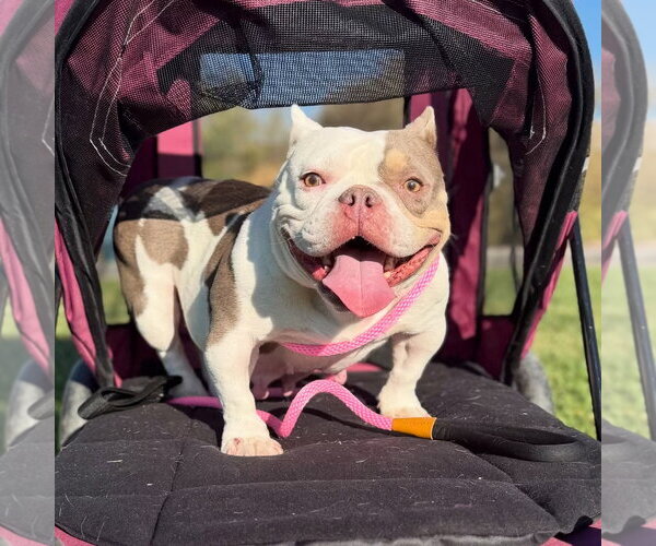 Medium Photo #3 Bulldog-Unknown Mix Puppy For Sale in Las Vegas, NV, USA
