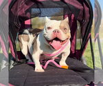 Small Photo #3 Bulldog-Unknown Mix Puppy For Sale in Las Vegas, NV, USA