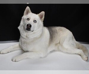 Alaskan Malamute Dogs for adoption in Burbank, CA, USA