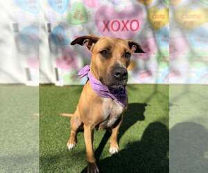 Mutt Dogs for adoption in Pompano Beach , FL, USA