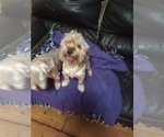 Small #8 Yorkshire Terrier
