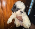 Puppy Pepper Shih Tzu