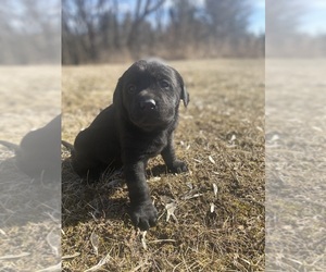 Labrador Retriever Puppy for Sale in MENAHGA, Minnesota USA