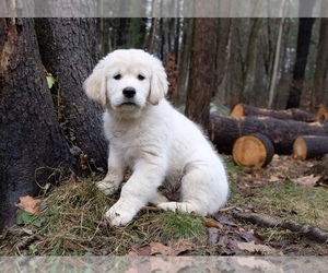 Medium Golden Retriever