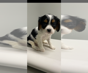 Cavalier King Charles Spaniel Puppy for sale in SAINTE GENEVIEVE, MO, USA