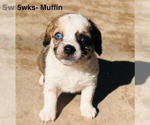 Chiweenie Dogs for adoption in Los Angeles, CA, USA