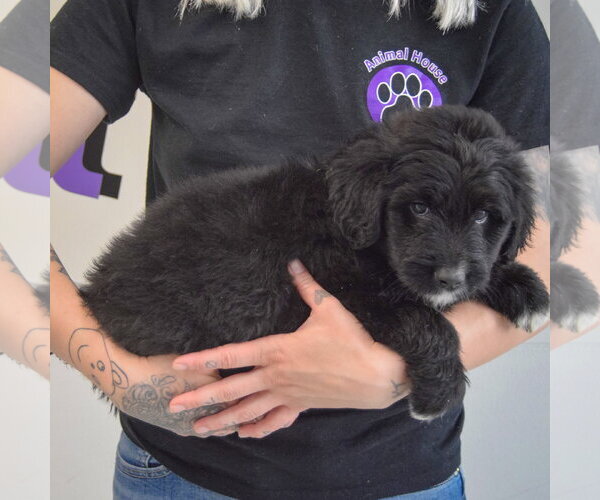 Medium Photo #2 Golden Retriever-Unknown Mix Puppy For Sale in Huntley, IL, USA