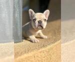 Small Photo #11 French Bulldog Puppy For Sale in BURBANK, CA, USA